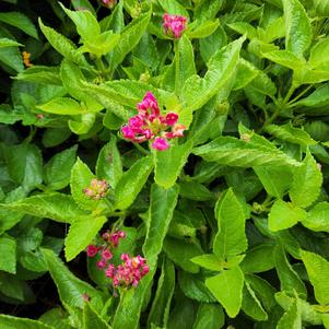 Lantana camara 'Cherry'