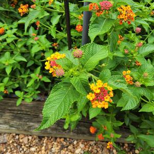 Lantana camara 'Citrus Blend™ II'