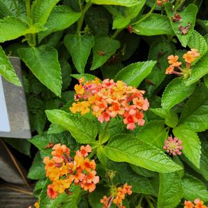 Lantana camara 'Harvest Moon 2025'