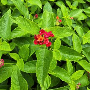 Lantana camara 'Mega Red'