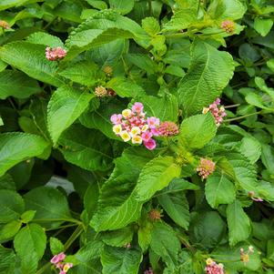 Lantana camara 'Pink Berry Blend™'