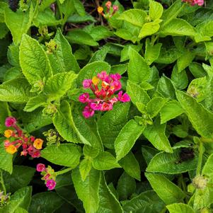 Lantana camara 'Pink Sky'