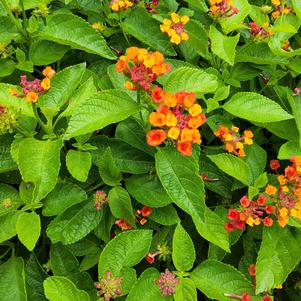 Lantana camara 'Red'