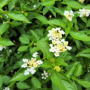 Lantana camara 'Vanilla Breeze™'