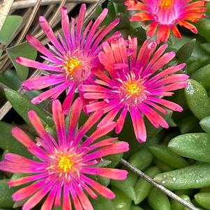 Delosperma hybrid 'Red'