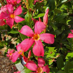 Mandevilla 'FiredUp Coral'