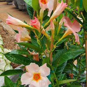 Mandevilla 'Giant Peach Sunrise'