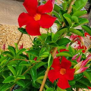 Mandevilla 'Suprema Crimson'