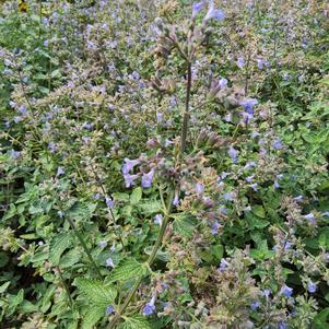 Nepeta 'Tall Tails'
