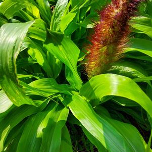 Ornamental Millet 26OSI-02 C1 'Jade Princess'