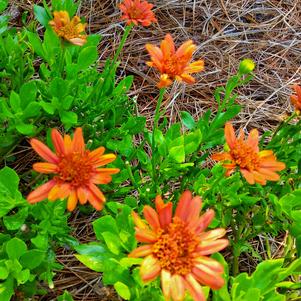 Osteospermum 'Orange'