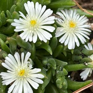 Delosperma hybrid 'White'