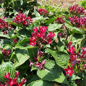 Pentas lanceolata 'Red II'