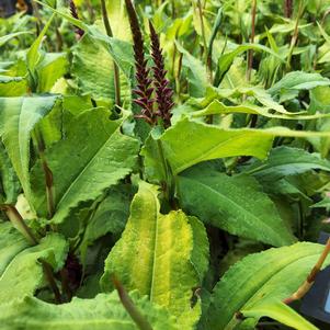 Persicaria amplexicaulis 'Glowing Reviews'