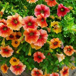 Petchoa 'Nectarine'
