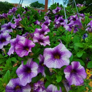 Petchoa EnViva™ Blue Vein 