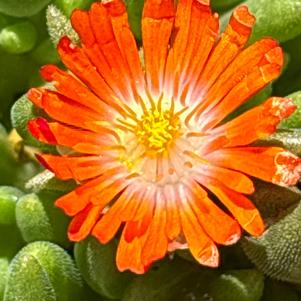 Delosperma hybrid 'Orange'