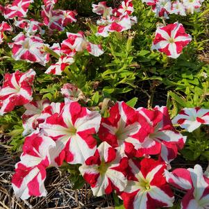 Petunia 26OSI-10 'Entry #3'