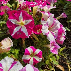 Petunia 26OSI-10 C1 'Rose Star'
