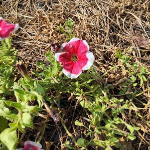 Petunia 26OSI-10 C2 'GP Red Picotee'