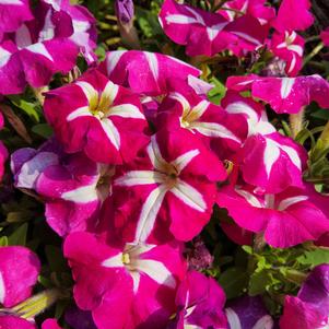 Petunia 26OSI-11 'Entry #4'