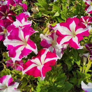Petunia 26OSI-11 C1 'Rose Star'