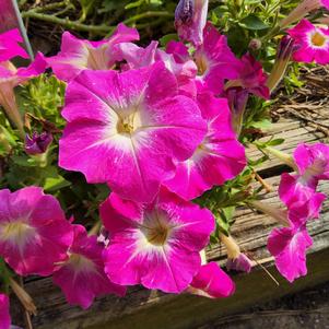 Petunia 26OSI-11 C2 'GP Rose Morn'
