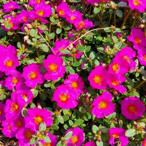 Portulaca 'Purple'
