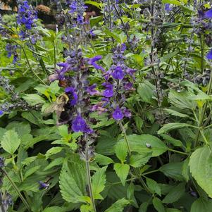 Salvia 'Spires'