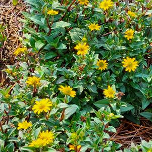 Sanvitalia 'Basket Yellow'
