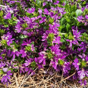 Scaevola 'Purple Improved'