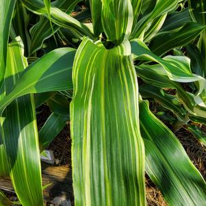 Sorghum 26OSI-02 