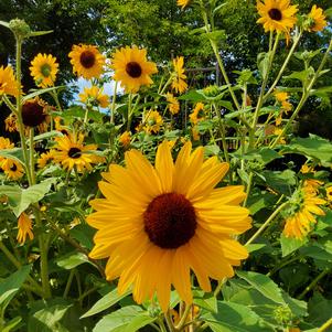 Sunflower 'Gold'
