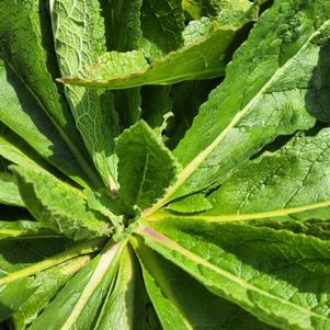 Verbascum 'B08SB545'