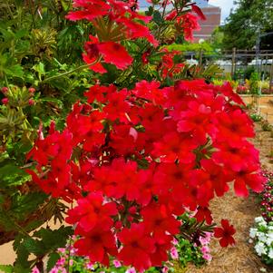 Verbena 'Hot Coral'