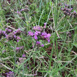 Verbena 26OSI-04 