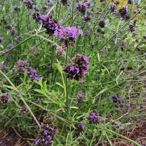 Verbena 26OSI-04 C1 'Vanity'