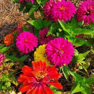 Zinnia 'Full Mixture'
