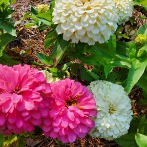 Zinnia 'Soft Mixture'