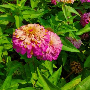 Zinnia 26OSI-05 'Entry #1'