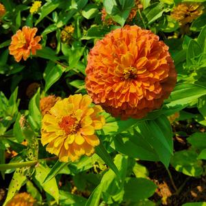 Zinnia 26OSI-05 C1 'Lime Orange'