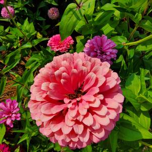 Zinnia 26OSI-05 C2 'Bright Pink'