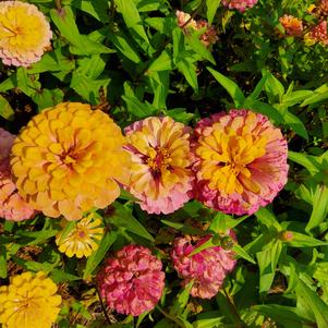 Zinnia 26OSI-06 'Entry #2'