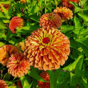Zinnia 26OSI-06 C1 'Lime Orange'