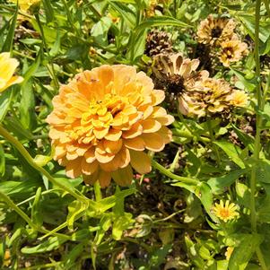 Zinnia 26OSI-06 C2 'Lemon Peach'