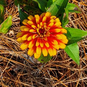 Zinnia elegans 'Scarlet and Yellow'
