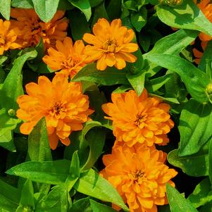 Zinnia marylandica 'Gold'