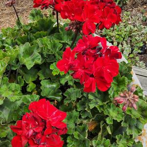 Zonal Geranium 'Dark Red'