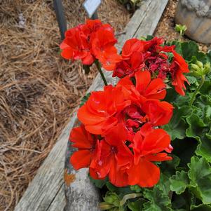 Zonal Geranium 'Orange'