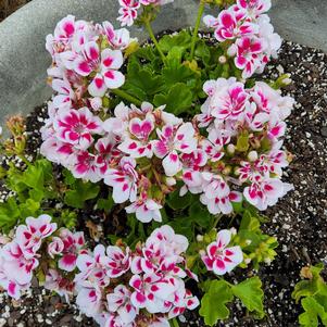 Zonal Geranium Sunrise™ 'Ruby+Fringe'